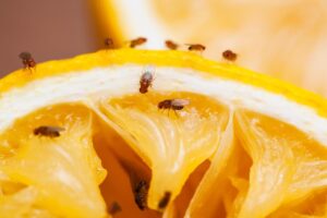 fetta di limone con moscerini