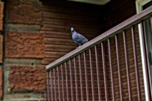 Piccione su ferri del balcone