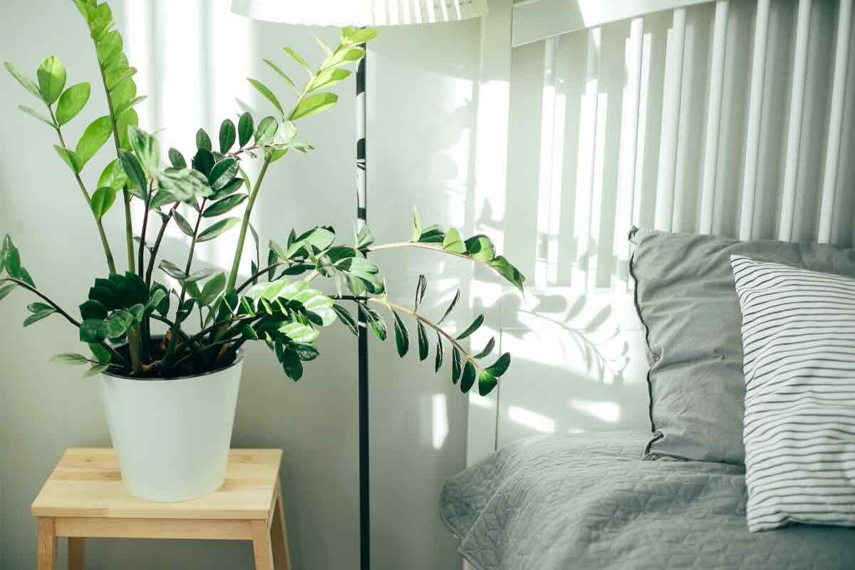 Vaso con pianta sul comodino di fianco al letto e alla lampada