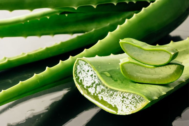 Aloe vera
