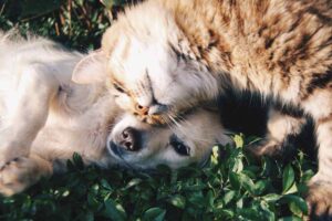 Cane e gatto su un prato