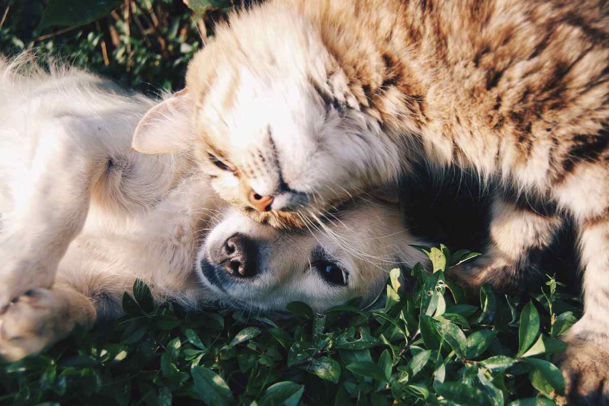Cane e gatto su un prato