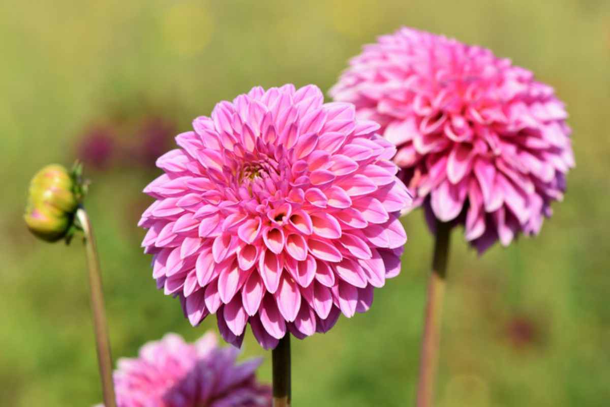Dalia in fiore