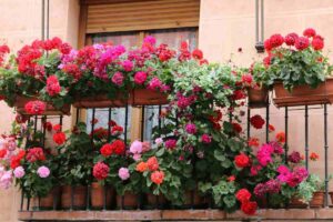 Balcone con fiori colorati